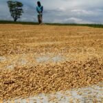 Vanpros.org – Pantauan Harga Gabah Terkini: Antara Harapan Petani dan Tantangan Pasar